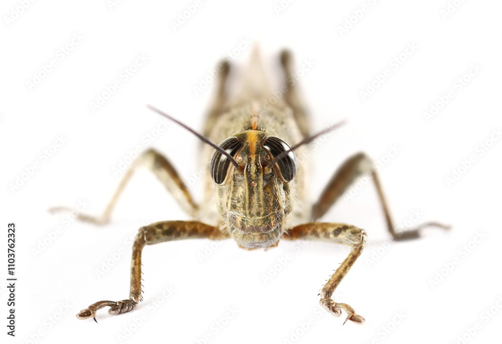 Close up Egyptian grasshopper or Egyptian locust (Anacridium aegyptium) isolated on white Close up Egyptian grasshopper or Egyptian locust (Anacridium aegyptium) isolated on white