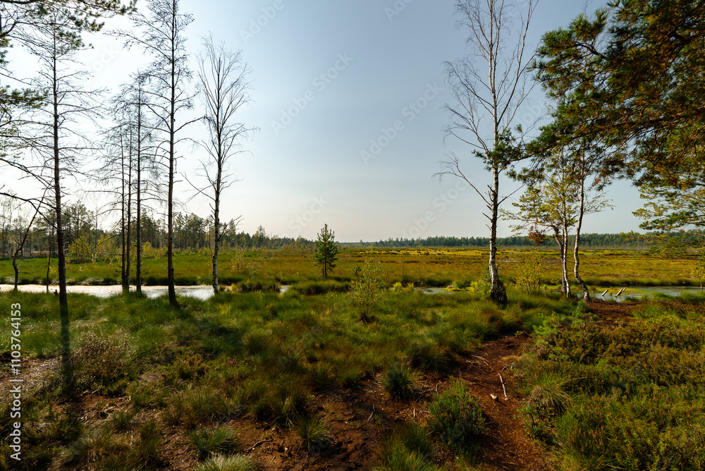Viru Raba swamp lake in Estonia. Viru Raba swamp lake in Estonia.