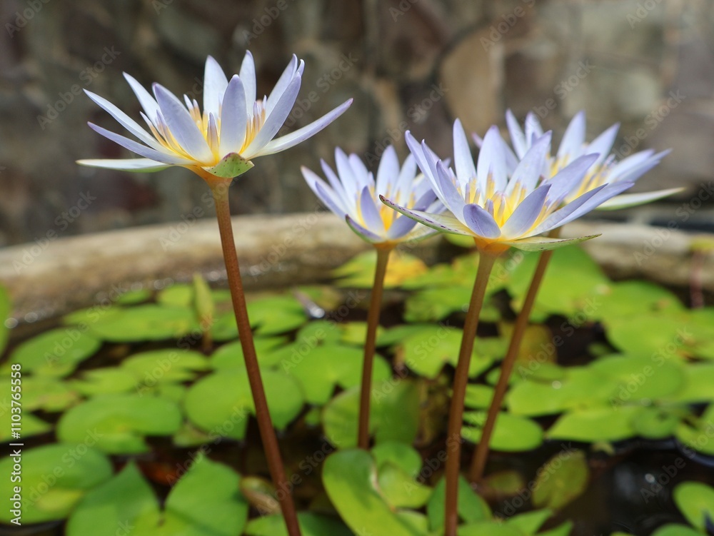 Close up of Beautiful lile tropical flowers, nymphaea Micrantha or water lily in botanical garden,white lotus flower Close up of Beautiful lile tropical flowers, nymphaea Micrantha or water lily in botanical garden,white lotus flower