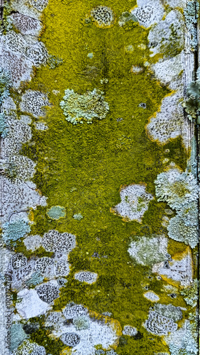 A detailed macro view of moss and lichen thriving on a weathered wooden surface, showcasing nature's textures and colors. photo