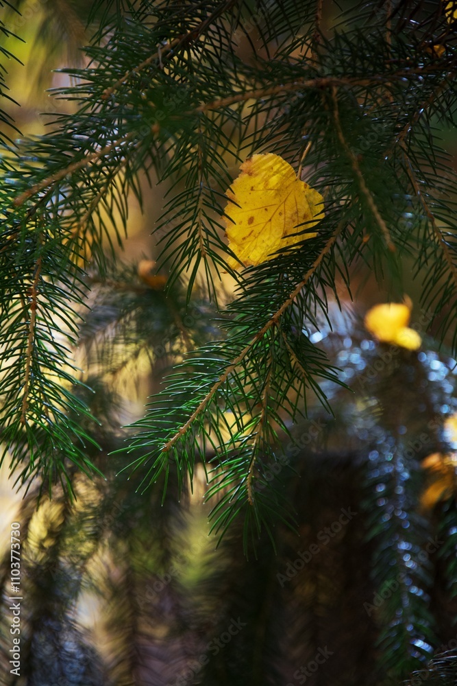 Obraz premium autumn close up photo with yellow leaves