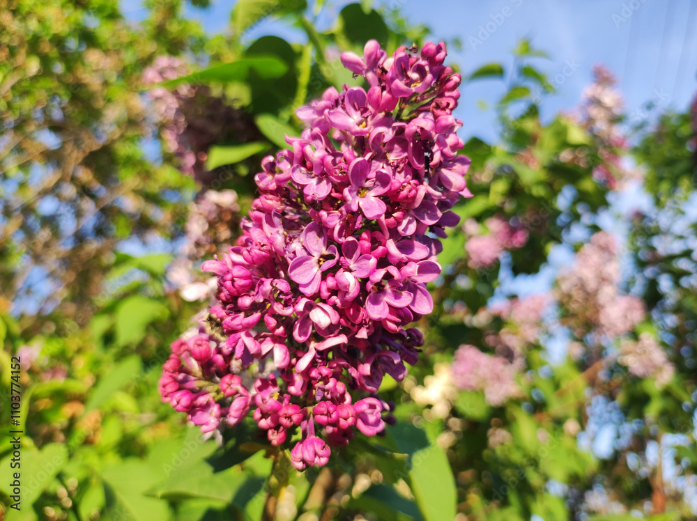 branch of purple blooming lilac in sunlight branch of purple blooming lilac in sunlight