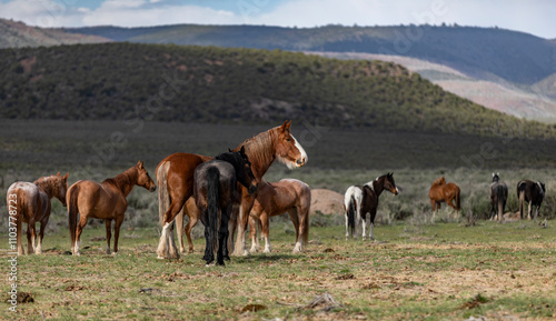 ranch horses in the american west photo