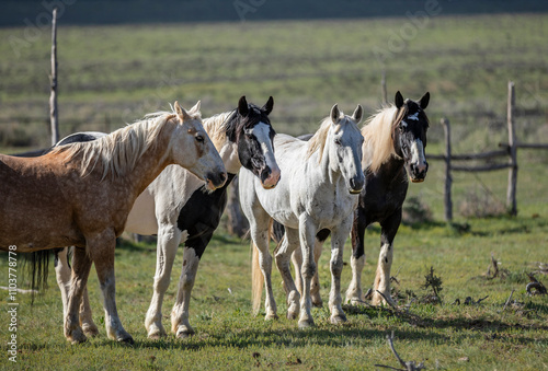 ranch horses in the american west photo