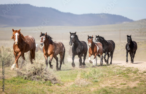 ranch horses in the american west