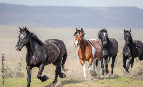 ranch horses in the american west