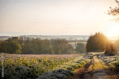 Frostiger Sonnenaufgang mit Nebel im Herbst an einem Feldweg photo