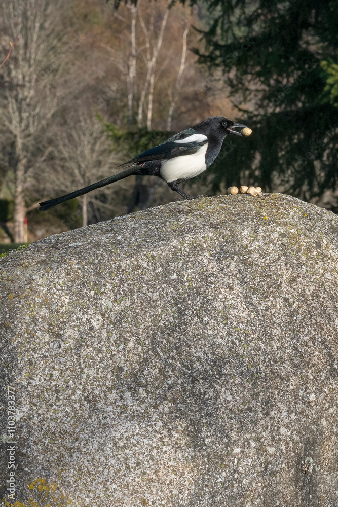 Fototapeta premium Elster holt sich eine Erdnuss