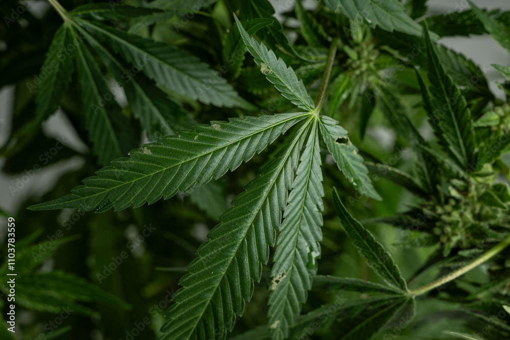 pflanze cannabis pflanze cannabis