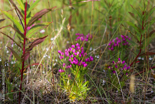 Centaurium Erythraea/ Capitatum Pink Flower in Natural Wildflower Habitat 