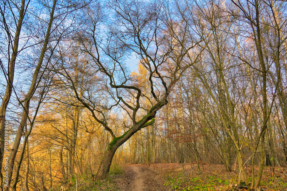 Poznań, Cybina river valley, nature protected area, trees surrounding the river in autumn colors illuminated by the setting sun Poznań, Cybina river valley, nature protected area, trees surrounding the river in autumn colors illuminated by the setting sun