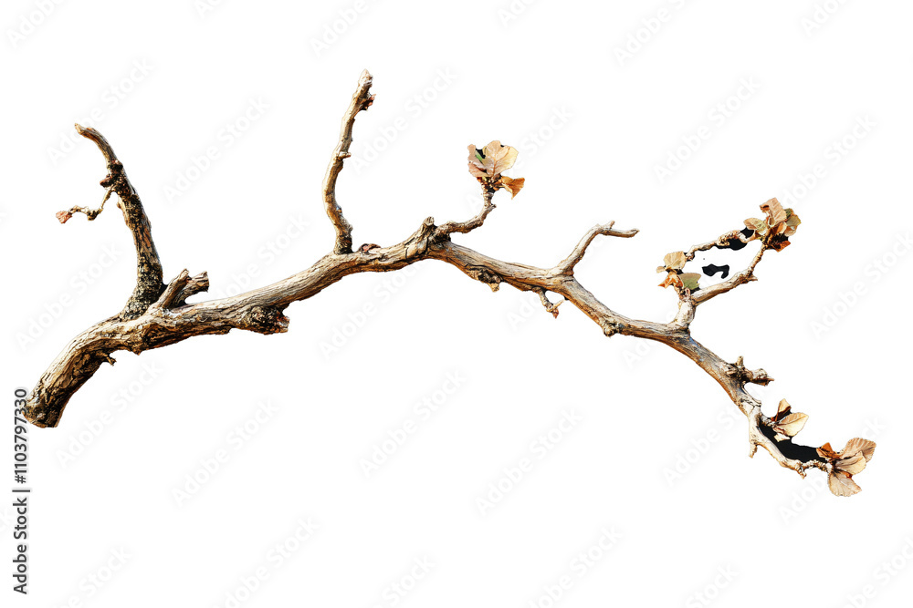 dry branch with several leaves, transparent or white background dry branch with several leaves, transparent or white background