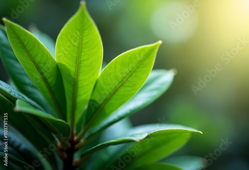 A close up of a green leaf on a plant.