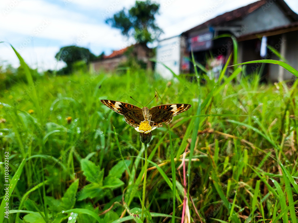 Butterflies perch on small yellow flowers to suck honey juice with blurred background Butterflies perch on small yellow flowers to suck honey juice with blurred background