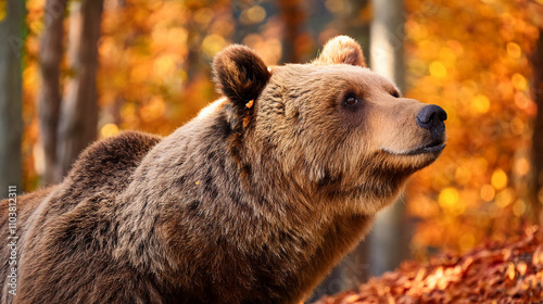 Wallpaper Mural Close-up of a brown bear in an autumn forest, selective focus Torontodigital.ca
