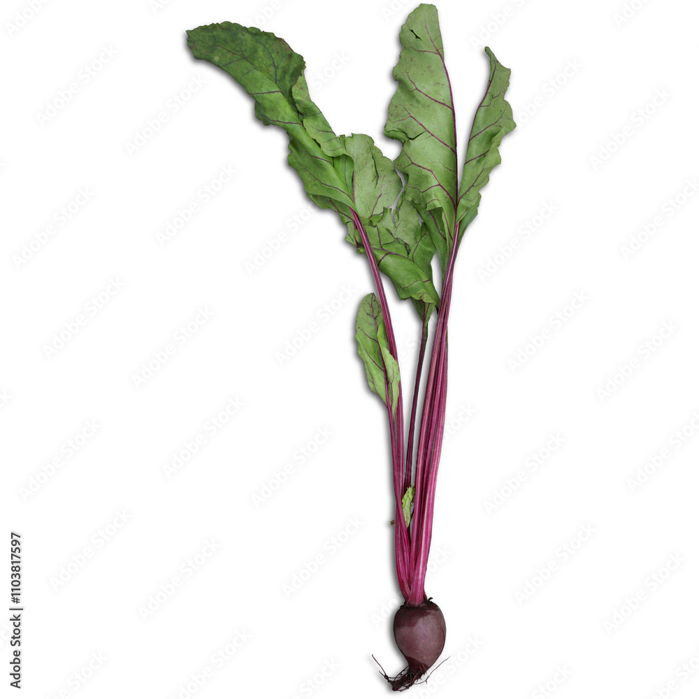 A fresh beetroot with green leaves, showcasing its vibrant color and healthy appearance. A fresh beetroot with green leaves, showcasing its vibrant color and healthy appearance.
