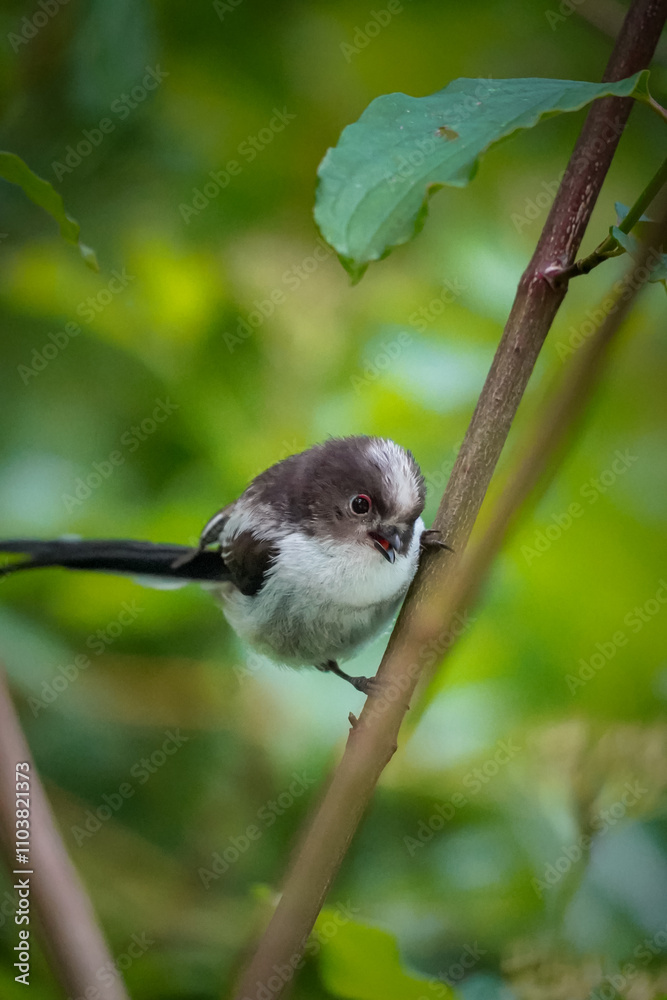 Naklejka premium Long-tailed Tit (Aegithalos caudatus) looking shocked while being cute and fluffy, North Rhine-Westphalia, Germany