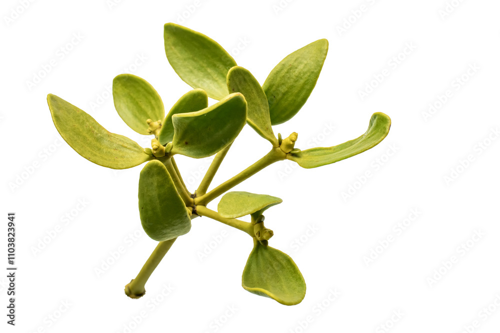 mistletoe, twig on white background mistletoe, twig on white background