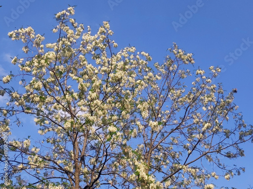 blooming white acacia tree in spring photo