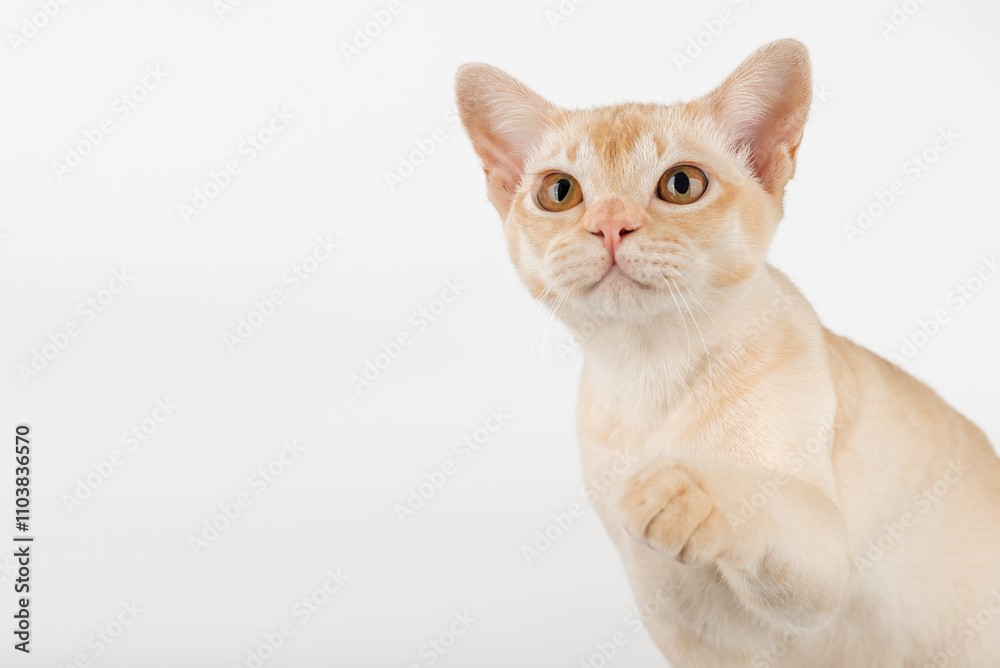Cream Burmese cat on white background. Cream Burmese cat on white background.