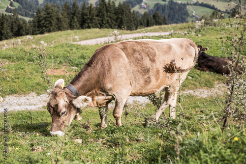 Kuh in Österreichischen Bergen