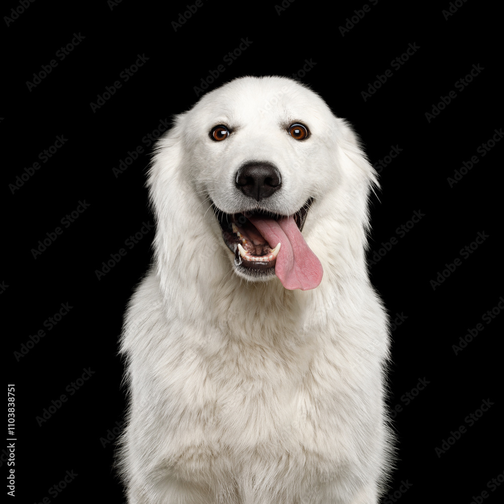 Funny Portrait of Maremmano-Abruzzese Sheepdog on Black Background in studio Funny Portrait of Maremmano-Abruzzese Sheepdog on Black Background in studio