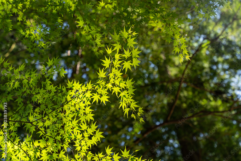 Detailed view looking up of a tree branch full of green maple leaves, reflected by bright sunlight in late summer in a Japanese forest with a blurred nature background, blue sky and bokeh Detailed view looking up of a tree branch full of green maple leaves, reflected by bright sunlight in late summer in a Japanese forest with a blurred nature background, blue sky and bokeh