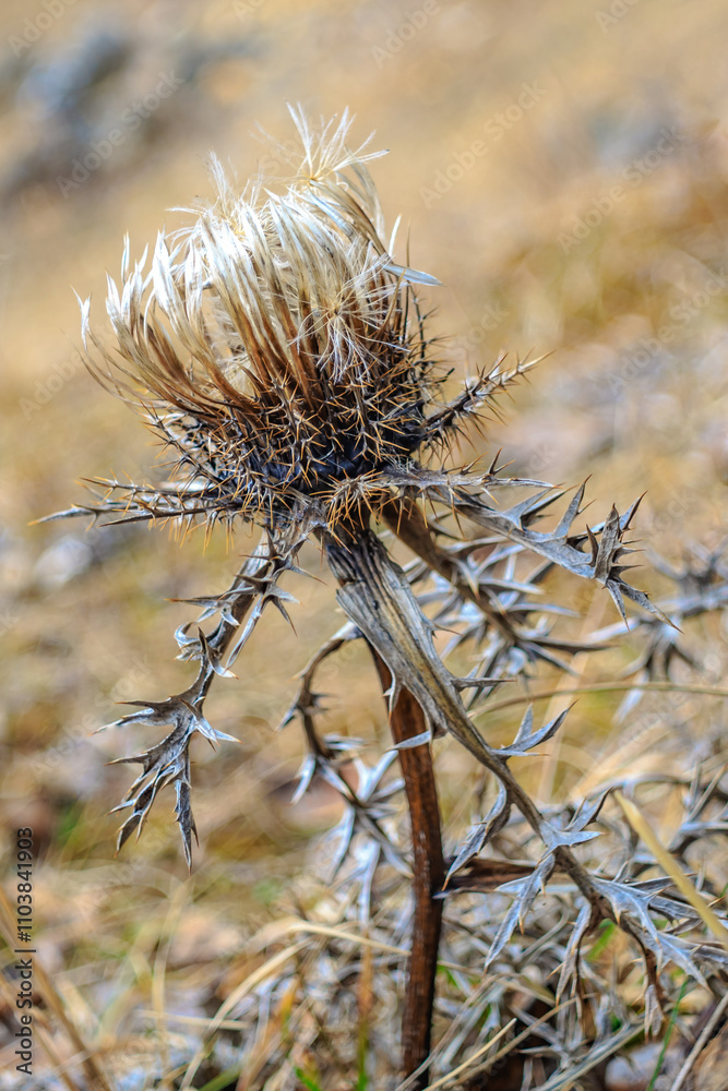 Obraz premium Thistle on the field