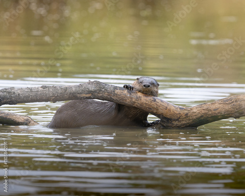 river otter resting