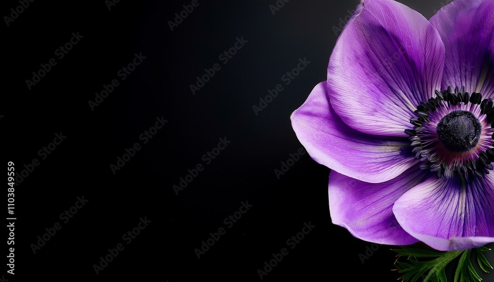 Fototapeta premium purple flower flat lay copy space for text black background isolated off-center right aligned macro half close-up close up closeup anemone