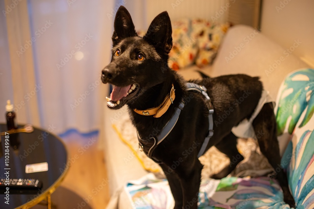 black dog