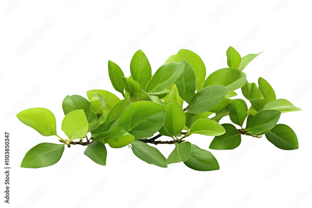 Detailed arrangement of young apple tree leaves with a focus on their bright, healthy appearance and smooth surfaces. The leaves exhibit a mix of light and dark greens