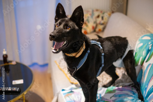 Obraz na płótnie black dog w salonie