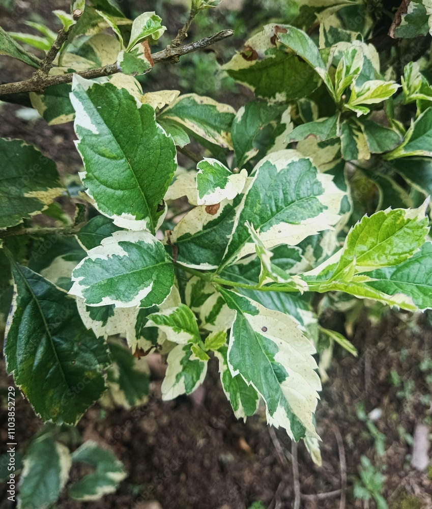 Close Up of Lush Duranta Repens Variegata Leaves in Nature Close Up of Lush Duranta Repens Variegata Leaves in Nature