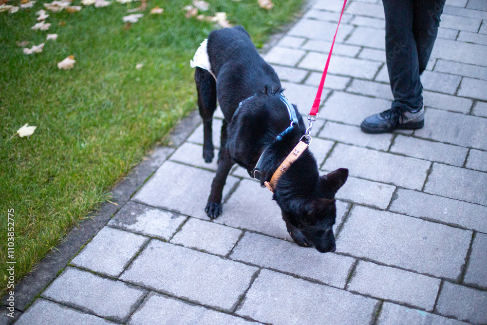 black dog