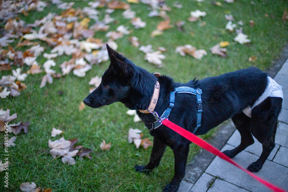 black dog