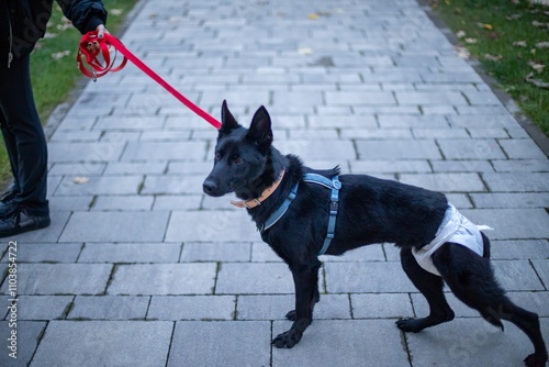 Obraz na płótnie black dog w salonie