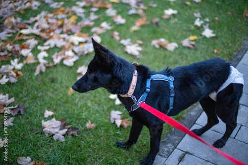 Obraz na płótnie black dog w salonie