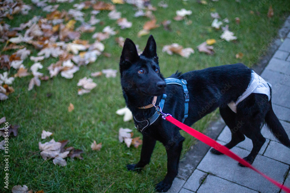 black dog