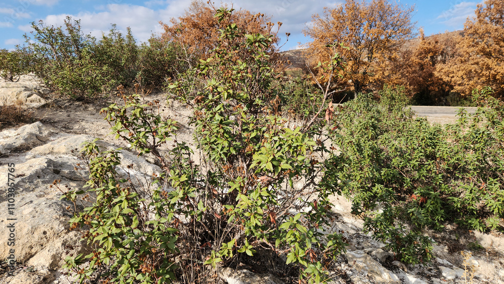 Shrubs of the laurel-leaf cistus (Cistus laurifolius) is a species of highly branched flowering evergreen shrub native to some areas around the Mediterranean basin. Shrubs of the laurel-leaf cistus (Cistus laurifolius) is a species of highly branched flowering evergreen shrub native to some areas around the Mediterranean basin.