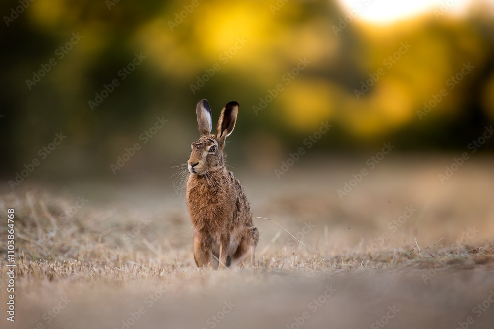 Fototapeta premium Lièvre se baladant dans les champ au coucher de soleil