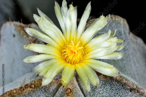 Cacti Astrophytum myriostigma hybrid - thornless cactus with white arola in the botanical collection photo