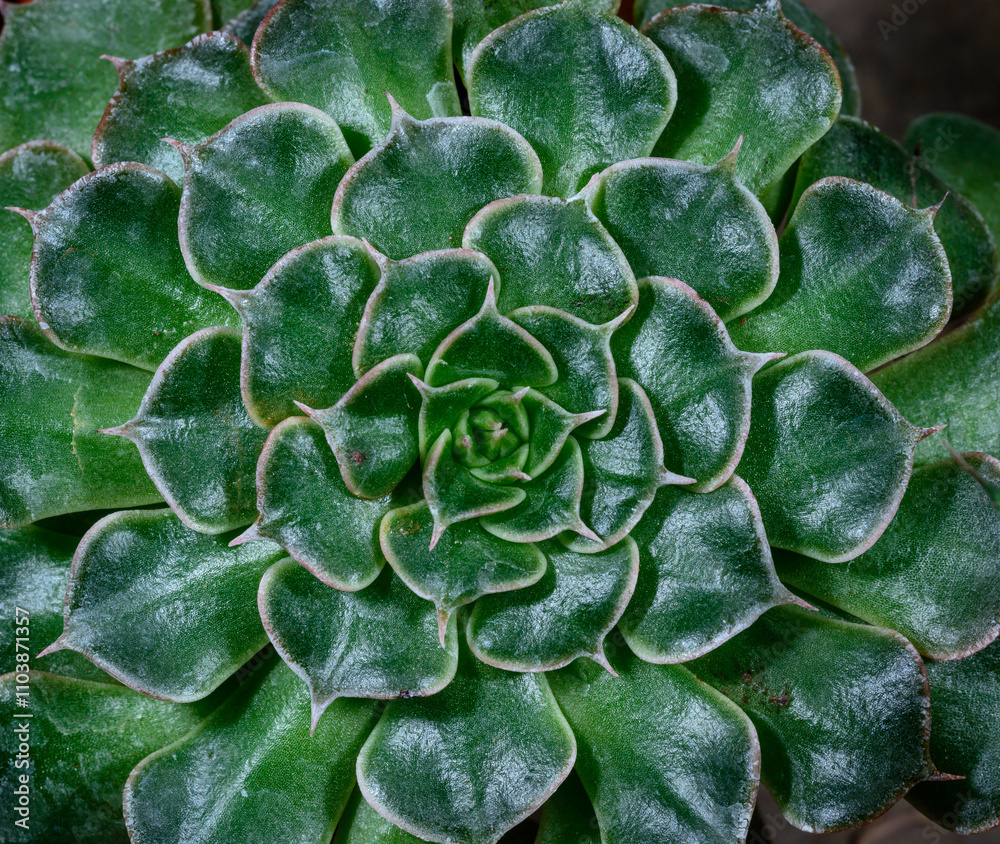 Succulent leaves of a succulent plant Echeveria sp. in a botanical collection, Odessa Succulent leaves of a succulent plant Echeveria sp. in a botanical collection, Odessa