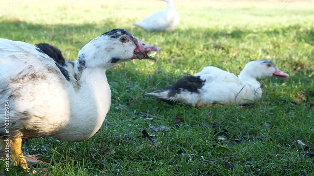 Domestic ducks on the farm. Care and breeding of ducks. Domestic ducks on the farm. Care and breeding of ducks.