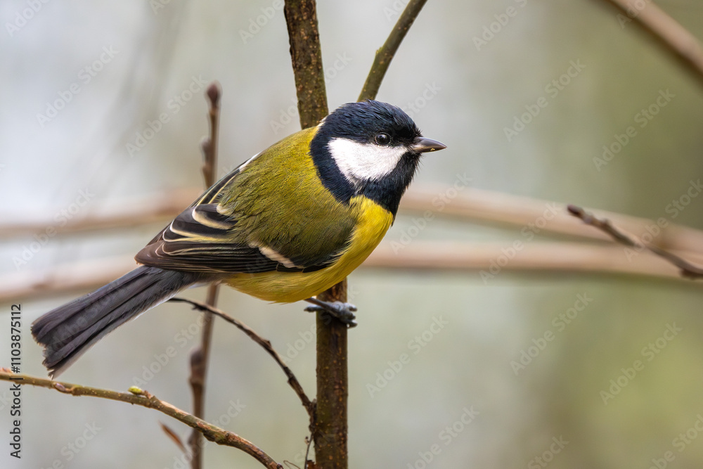 Kohlmeise im Herbst auf einem Ast / Vogel