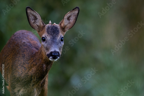 Portrait d'un chevreuil rencontré dans un parc