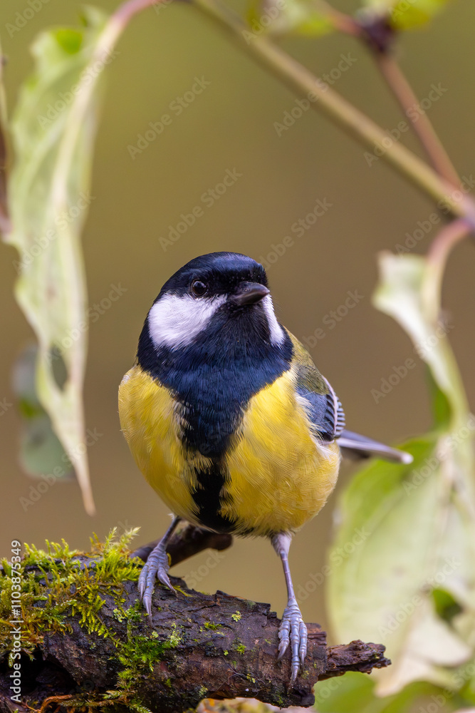 Fototapeta premium Kohlmeise im Herbst auf einem Ast / Vogel