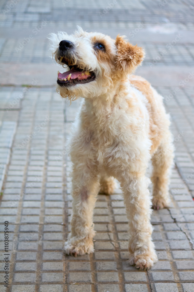 Wire fox terrier dog standing on a tile pavement, with curly coat and cheerful expression pets, joy and urban life.