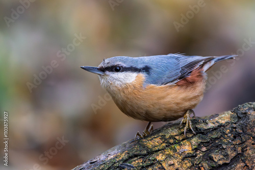 KLeiber im Herbst auf einem Ast / Vogel