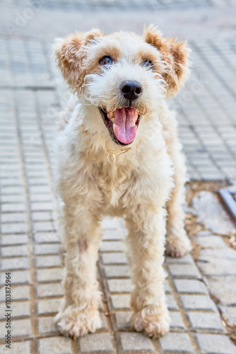 A fox terrier Wiew dog with white and light brown fur, with drooping ears and a fluffy muzzle, stands on a tiled floor with its mouth open and tongue out